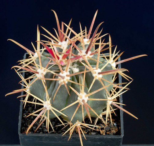 Ferocactus_fordii